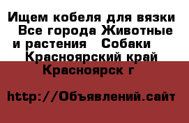 Ищем кобеля для вязки - Все города Животные и растения » Собаки   . Красноярский край,Красноярск г.